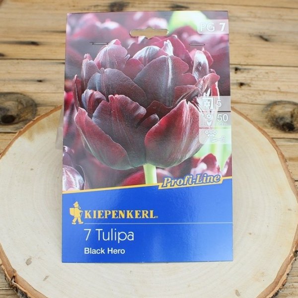 Tulipa Black Hero Bild 1