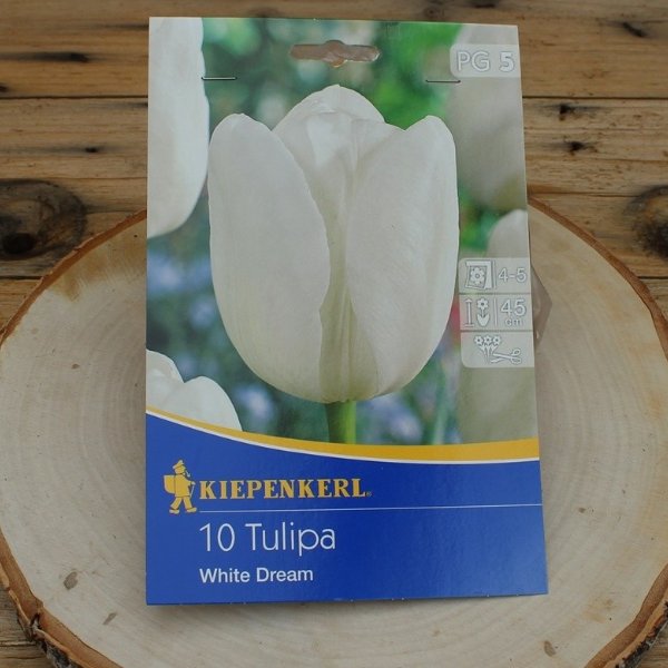 Tulipa White Dream Bild 1