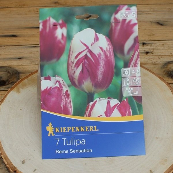 Tulipa Rems Sensation Bild 1