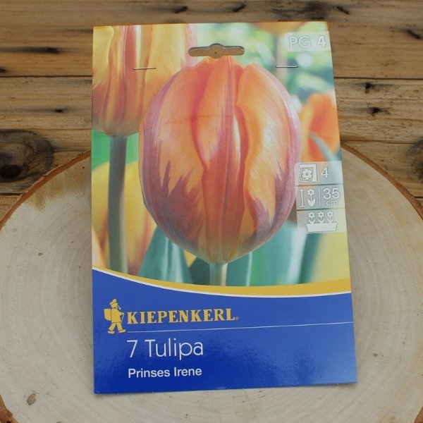 Tulipa Prinses Irene Bild 1