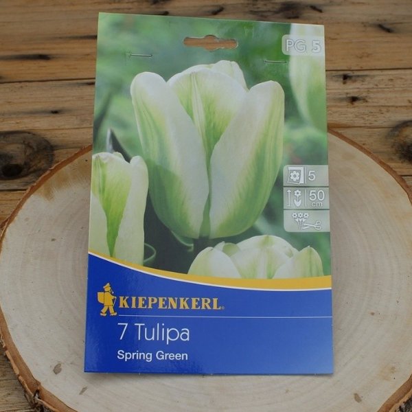 Tulipa Spring Green Bild 1