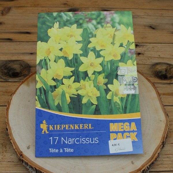 Narcissus Tete a Tete Bild 1