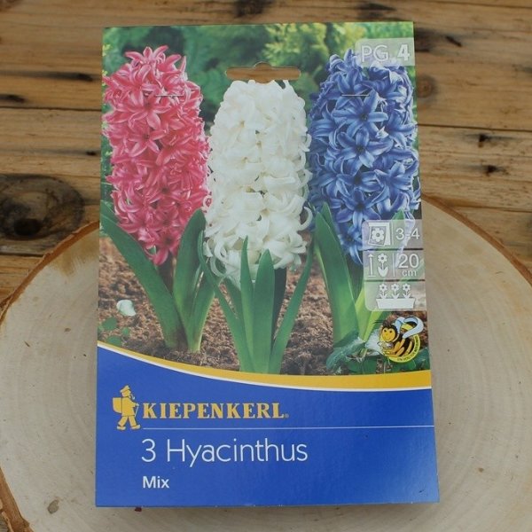 Hyacinthus Mix Bild 1