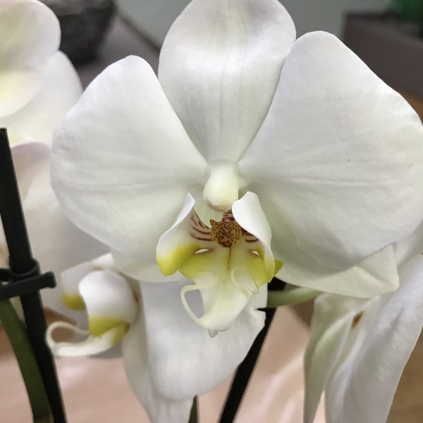 Orchidee weiß Bild 2