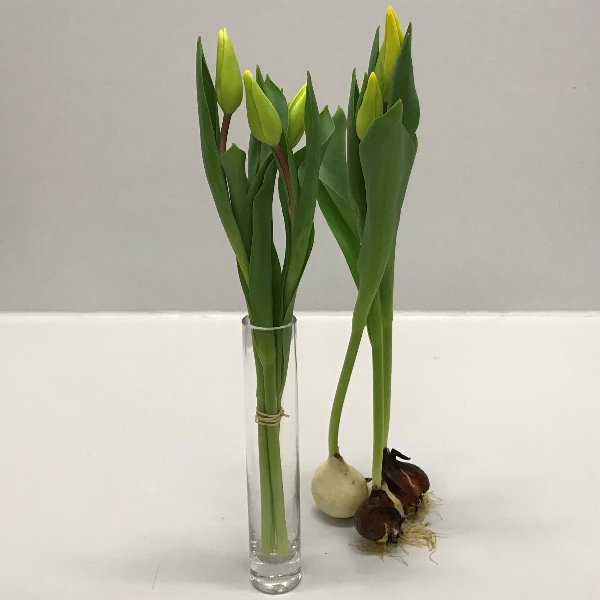 Tulpen lose - mit oder ohne Zwiebel Bild 1