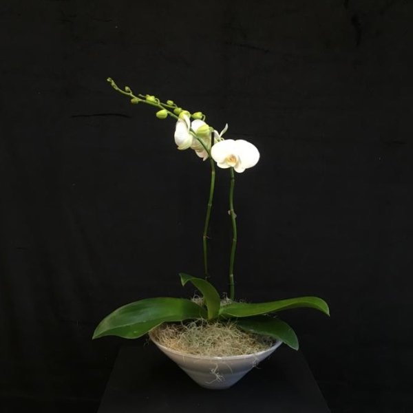 Orchidee Bild 2