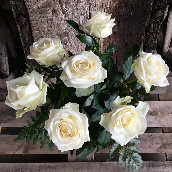 Weiße Rosen Bild 1