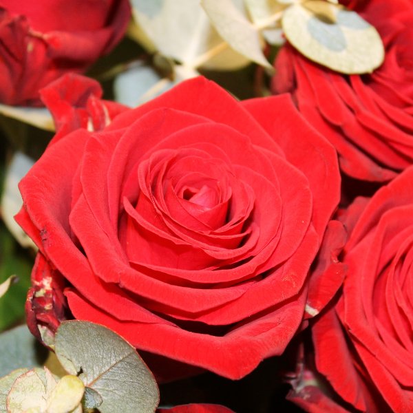 Rote Rose "Red Naomie" Bild 1