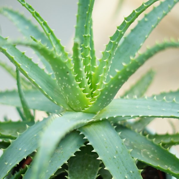 Aloe arborescens Bild 2