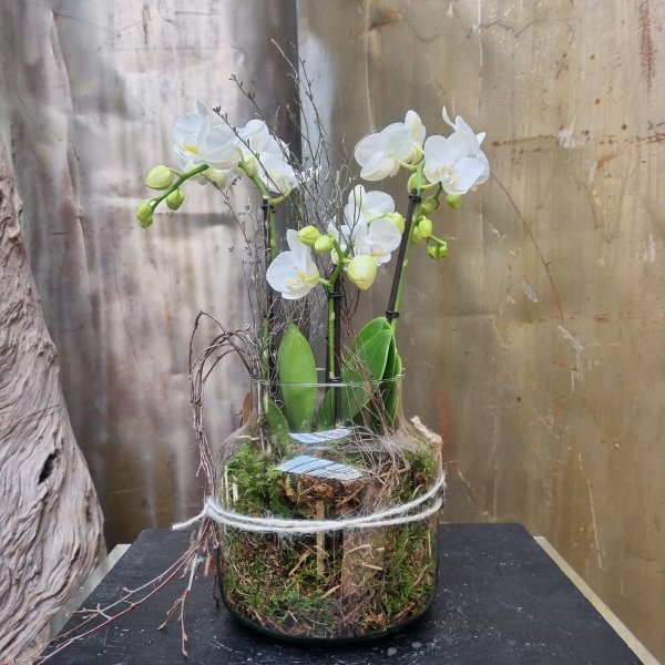 Orchidee weiss im Glas Bild 1