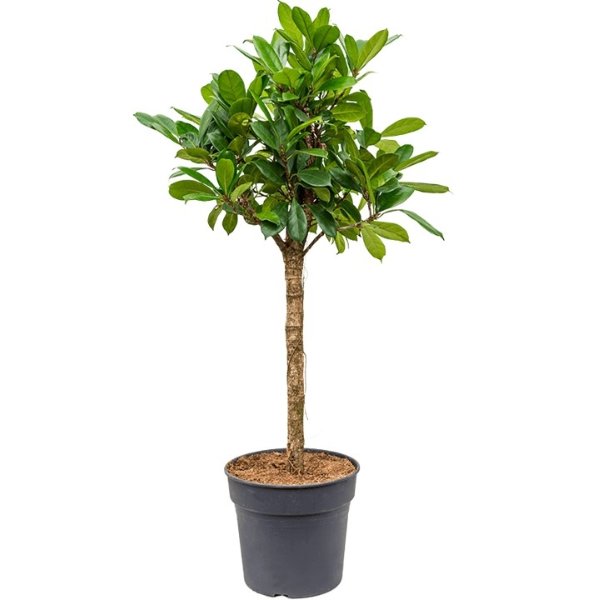 Ficus cyathistipula Bild 1