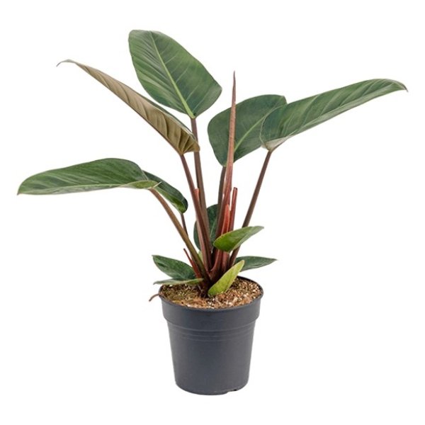Philodendron 'Red Congo' Bild 1