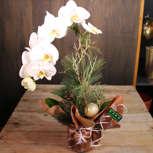 Orchidee einrispig, dekoriert Bild 1