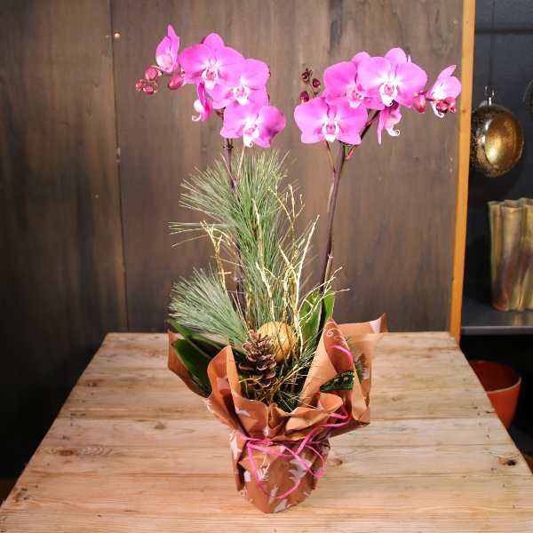 Orchidee zweirispig, dekoriert Bild 1