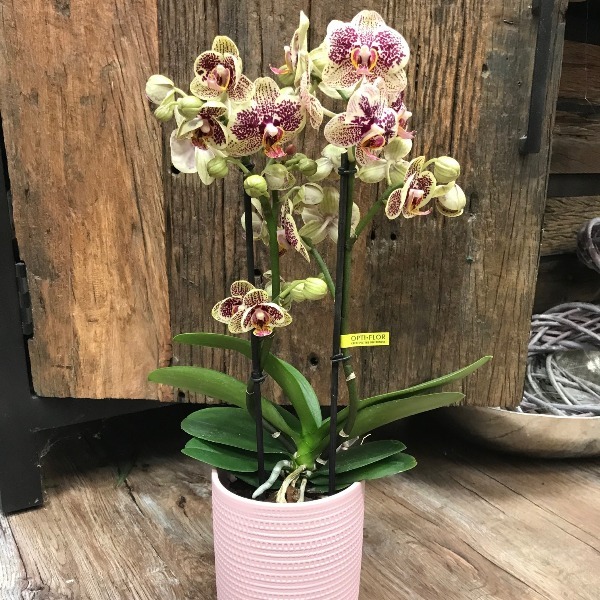 Orchidee-4 Bild 1