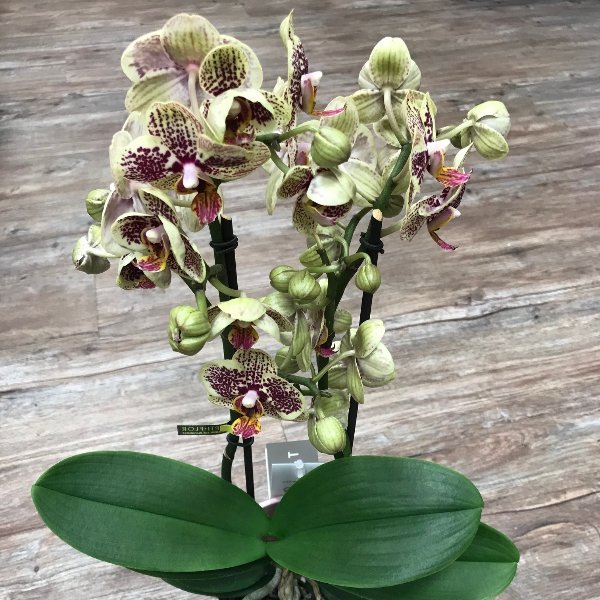 Orchidee-4 Bild 3