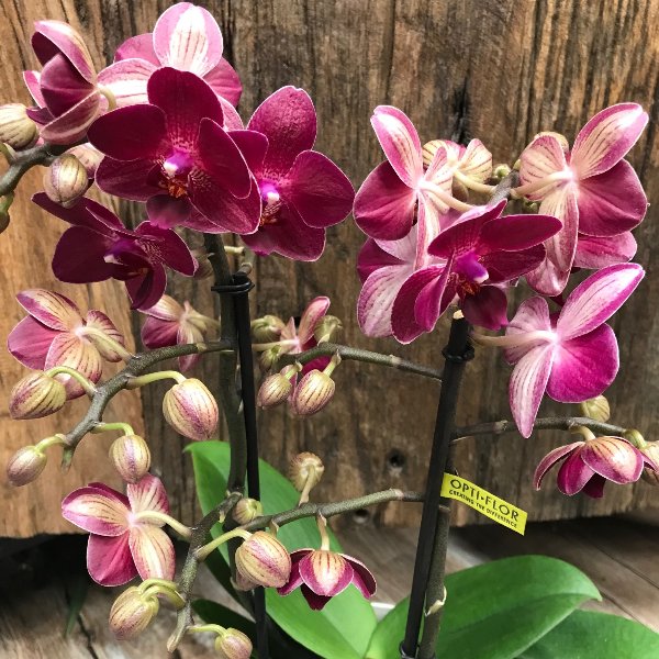 Orchidee-5 Bild 2