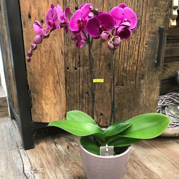 Orchidee-6 Bild 1