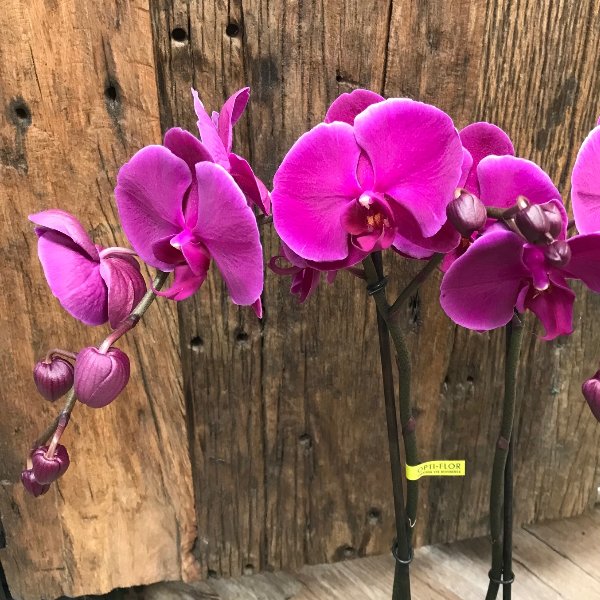 Orchidee-6 Bild 2