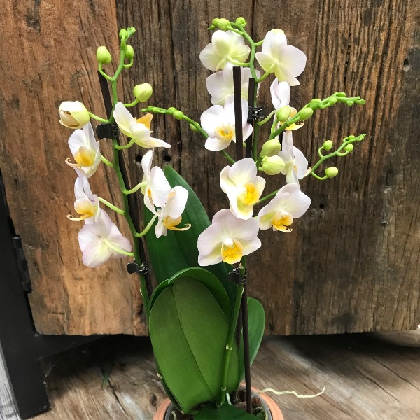 Orchidee-7 Bild 1