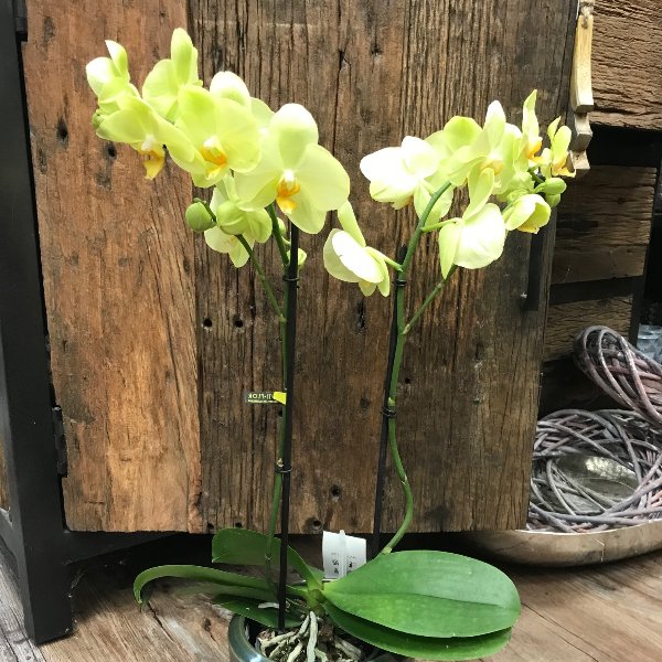 Orchidee-8 Bild 1