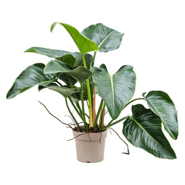 Philodendron 'Green Beauty' Bild 2