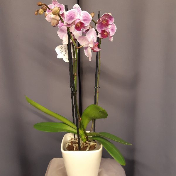 Orchideen 99060 Bild 1