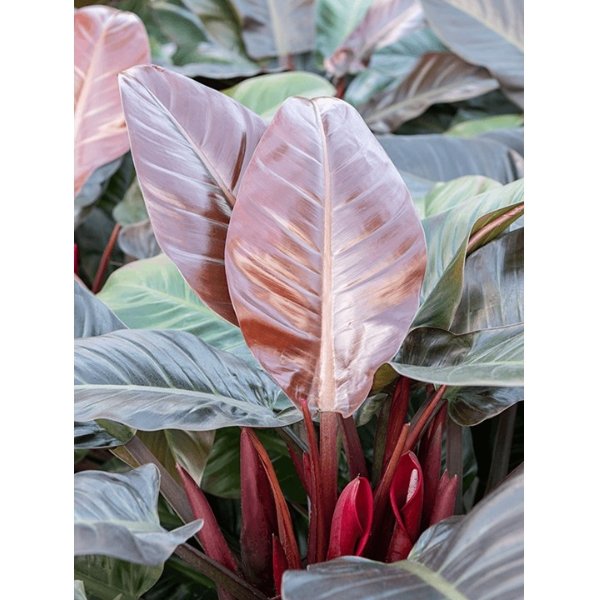 Philodendron 'Imperial Red' Bild 3