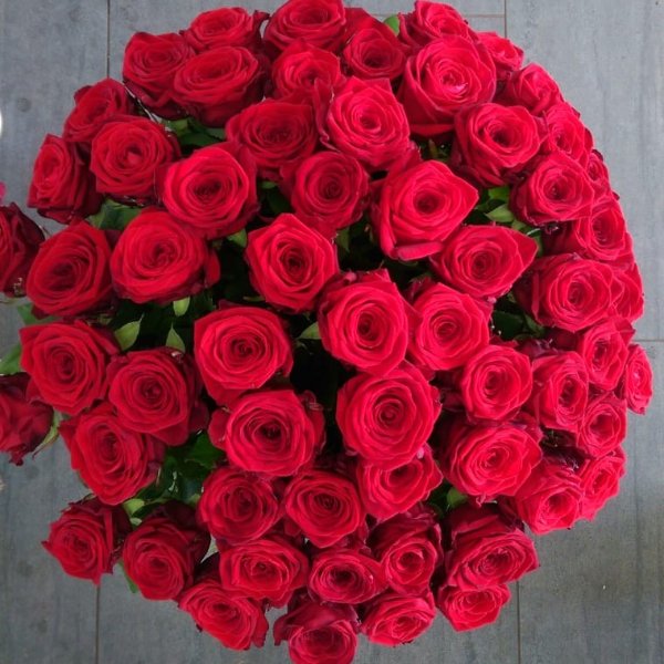 Rote Rosen pur Bild 1