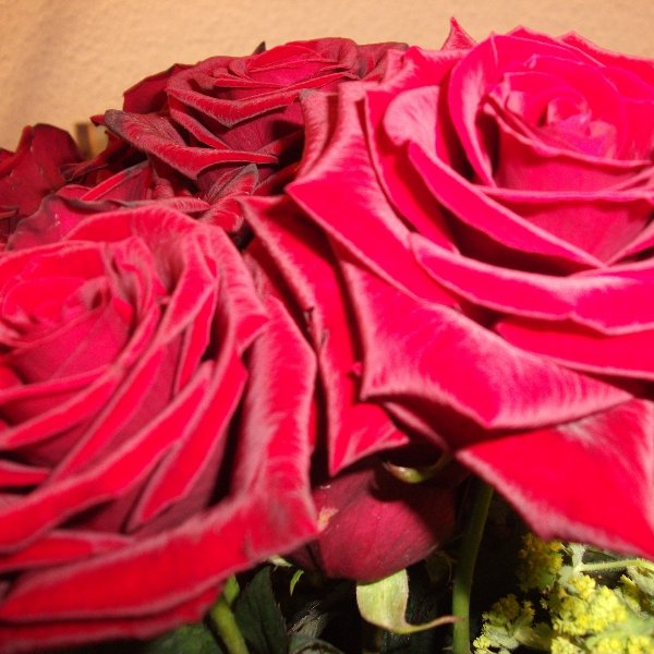 Rote Rosen Bild 1